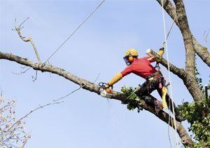 Phoenix Tree Service - Tree Services